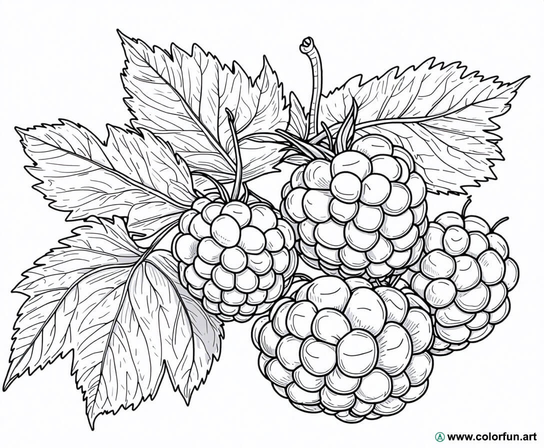 Coloriage Facile De Framboise T l charger Ou Imprimer Gratuitement Coloriage Facile De Framboise T l charger Ou Imprimer Gratuitement